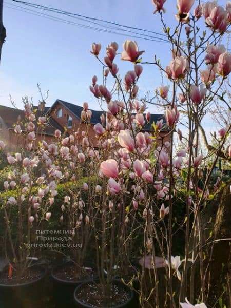 Магнолія Суланжа (Magnolia soulangeana) ФОТО Розсадник рослин Природа (21)