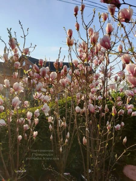 Магнолія Суланжа (Magnolia soulangeana) ФОТО Розсадник рослин Природа (22)