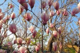 Магнолія Суланжа (Magnolia soulangeana) ФОТО Розсадник рослин Природа (23)