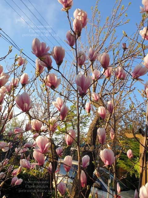 Магнолія Суланжа (Magnolia soulangeana) ФОТО Розсадник рослин Природа (23)