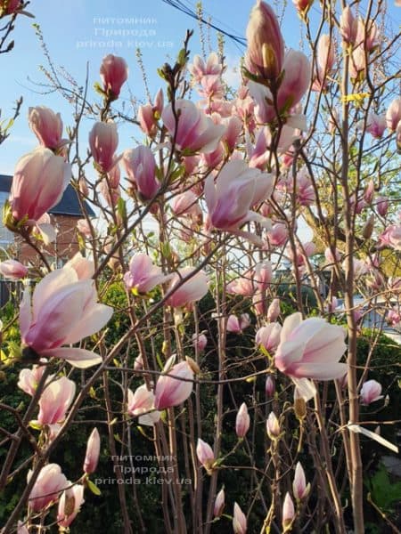 Магнолія Суланжа (Magnolia soulangeana) ФОТО Розсадник рослин Природа (24)