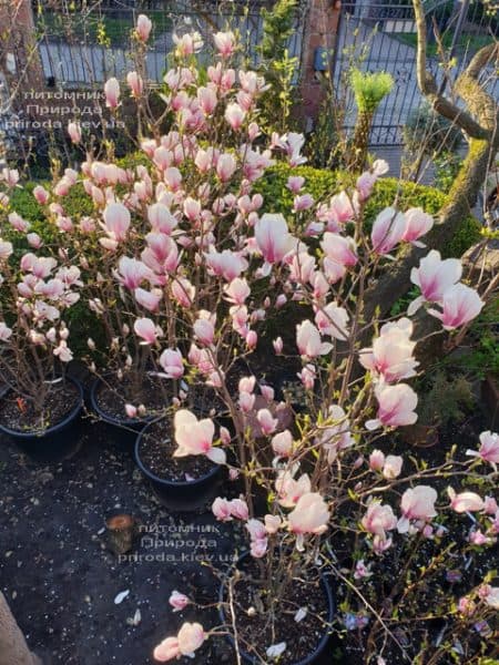 Магнолія Суланжа (Magnolia soulangeana) ФОТО Розсадник рослин Природа (25)