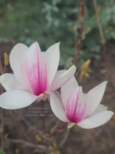 Магнолія Суланжа (Magnolia soulangeana) ФОТО Розсадник рослин Природа (26)