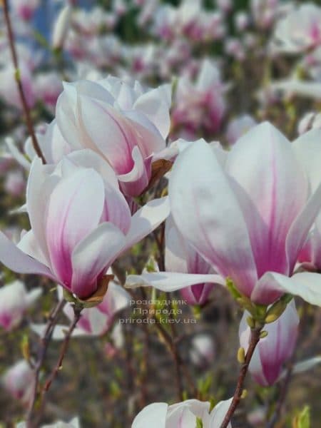 Магнолія Суланжа (Magnolia soulangeana) ФОТО Розсадник рослин Природа (27)