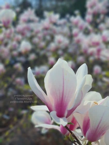 Магнолія Суланжа (Magnolia soulangeana) ФОТО Розсадник рослин Природа (28)