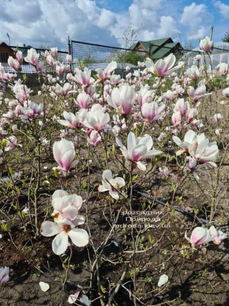 Магнолія Суланжа (Magnolia soulangeana) ФОТО Розсадник рослин Природа (29)