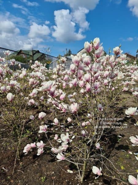 Магнолія Суланжа (Magnolia soulangeana) ФОТО Розсадник рослин Природа (30)