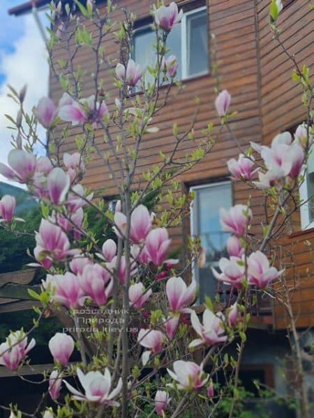 Магнолія Суланжа (Magnolia soulangeana) ФОТО Розсадник рослин Природа (31)