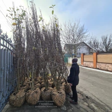 Магнолія Суланжа (Magnolia soulangeana) ФОТО Розсадник рослин Природа (34)