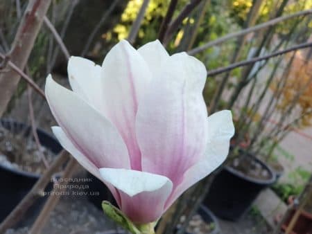 Магнолія Суланжа (Magnolia soulangeana) ФОТО Розсадник рослин Природа (35)