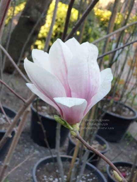 Магнолія Суланжа (Magnolia soulangeana) ФОТО Розсадник рослин Природа (36)