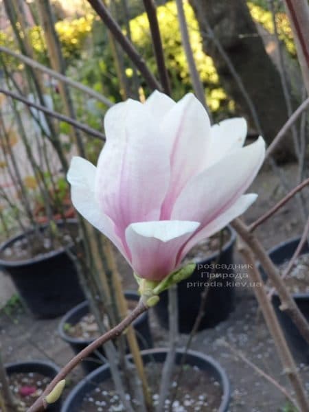 Магнолія Суланжа (Magnolia soulangeana) ФОТО Розсадник рослин Природа (37)