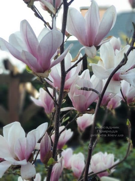 Магнолія Суланжа (Magnolia soulangeana) ФОТО Розсадник рослин Природа (39)