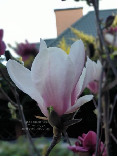 Магнолія Суланжа (Magnolia soulangeana) ФОТО Розсадник рослин Природа (40)