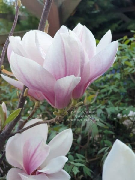 Магнолія Суланжа (Magnolia soulangeana) ФОТО Розсадник рослин Природа (41)