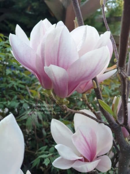 Магнолія Суланжа (Magnolia soulangeana) ФОТО Розсадник рослин Природа (42)