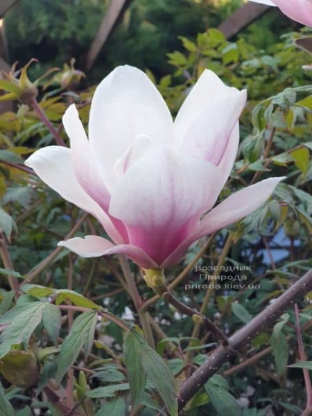Магнолія Суланжа (Magnolia soulangeana) ФОТО Розсадник рослин Природа (43)