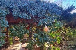 Плющ садовий вічнозелений звичайний (Hedera helix) ФОТО Розсадник рослин Природа (10)