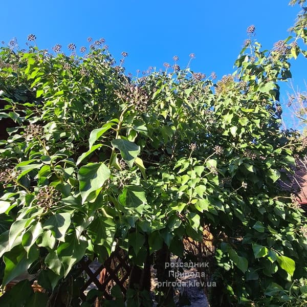 Плющ садовий вічнозелений звичайний (Hedera helix) ФОТО Розсадник рослин Природа (12)