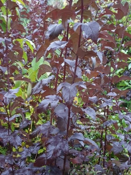 Пухіроплідник калинолистий Діаболо (Physocarpus opulifolius Diabolo) ФОТО Розплідник рослин Природа (1)