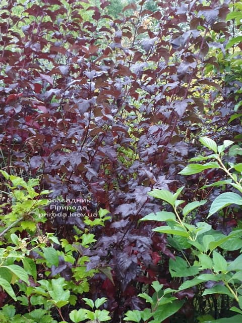 Пухіроплідник калинолистий Діаболо (Physocarpus opulifolius Diabolo) ФОТО Розплідник рослин Природа (2)
