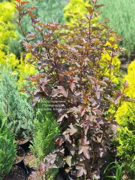 Пухіроплідник калинолистий Діаболо (Physocarpus opulifolius Diabolo) ФОТО Розплідник рослин Природа (3)