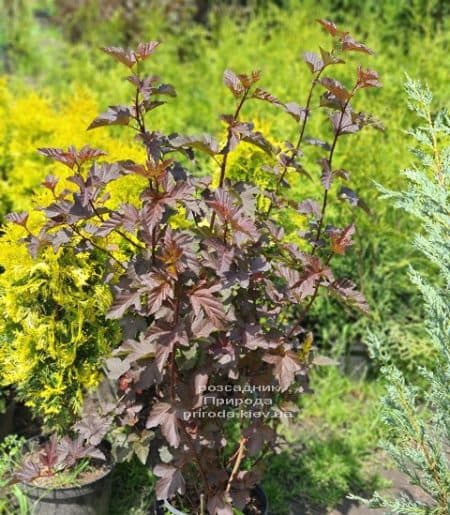 Пухіроплідник калинолистий Діаболо (Physocarpus opulifolius Diabolo) ФОТО Розплідник рослин Природа (4)