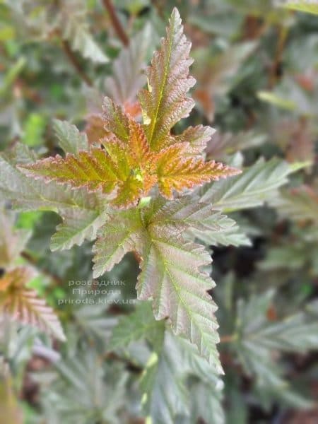 Пухіроплідник калинолистий Діаболо (Physocarpus opulifolius Diabolo) ФОТО Розплідник рослин Природа (6)