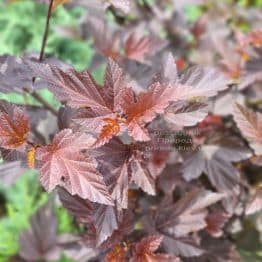 Пухіроплідник калинолистий Діаболо (Physocarpus opulifolius Diabolo) ФОТО Розплідник рослин Природа (7)