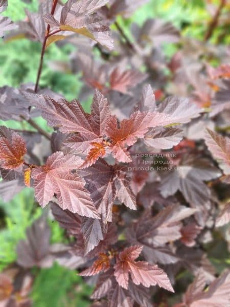 Пухіроплідник калинолистий Діаболо (Physocarpus opulifolius Diabolo) ФОТО Розплідник рослин Природа (7)