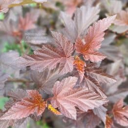 Пухіроплідник калинолистий Діаболо (Physocarpus opulifolius Diabolo) ФОТО Розплідник рослин Природа (8)