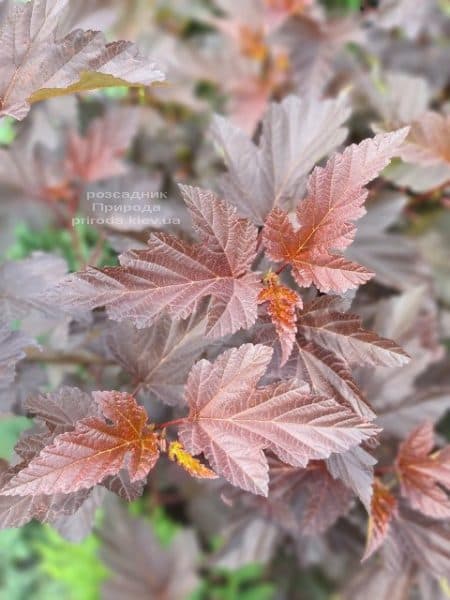 Пухіроплідник калинолистий Діаболо (Physocarpus opulifolius Diabolo) ФОТО Розплідник рослин Природа (8)