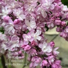 Бузок Мадам Антуан Бюхнер (Syringa vulgaris Mme Antoine Buchner) ФОТО Розсадник рослин Природа (15)