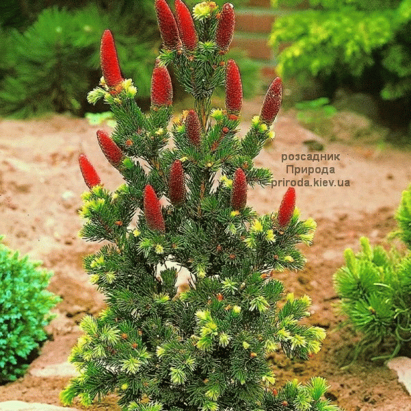 Ялина колюча Лакі Страйк (Picea pungens Lucky Strike) ФОТО Розсадник рослин Природа (2)