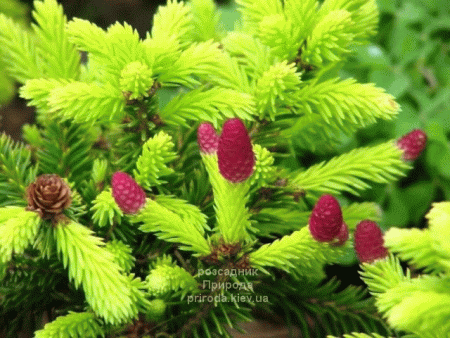 Ялина колюча Лакі Страйк (Picea pungens Lucky Strike) ФОТО Розсадник рослин Природа (3)
