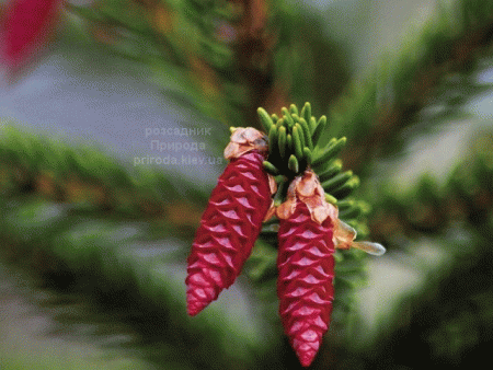 Ялина колюча Лакі Страйк (Picea pungens Lucky Strike) ФОТО Розсадник рослин Природа (4)