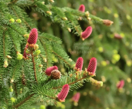 Ялина колюча Лакі Страйк (Picea pungens Lucky Strike) ФОТО Розсадник рослин Природа (5)