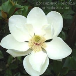 Магнолія великоквіткова Голіаф (Magnolia grandiflora Goliath Praecox) ФОТО Розсадник рослин Природа (1)