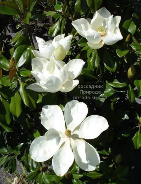 Магнолія великоквіткова Голіаф (Magnolia grandiflora Goliath Praecox) ФОТО Розсадник рослин Природа (2)