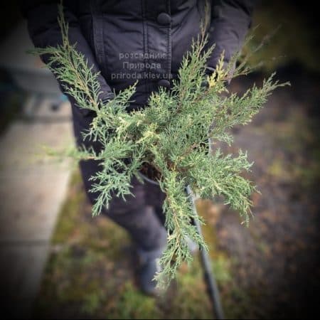 Ялівець горизонтальний Вілла Марі (Juniperus horizontalis Villa Marie) ФОТО Розсадник рослин Природа (1)