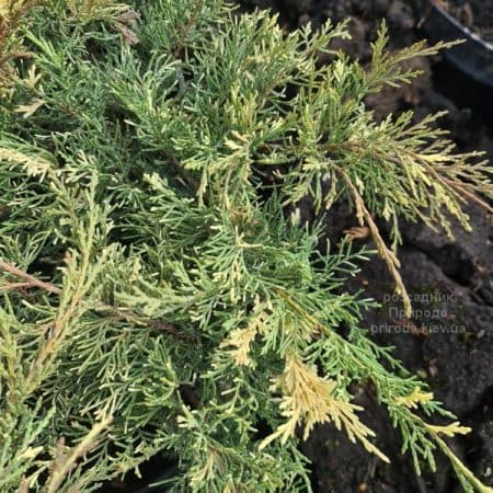 Ялівець горизонтальний Вілла Марі (Juniperus horizontalis Villa Marie) ФОТО Розсадник рослин Природа (2)