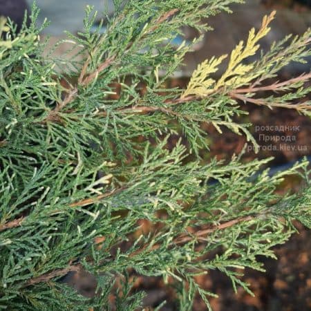 Ялівець горизонтальний Вілла Марі (Juniperus horizontalis Villa Marie) ФОТО Розсадник рослин Природа (3)
