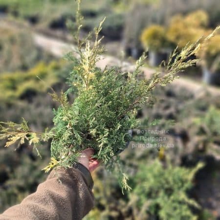 Ялівець горизонтальний Вілла Марі (Juniperus horizontalis Villa Marie) ФОТО Розсадник рослин Природа (4)