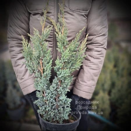 Ялівець лускатий Мейєрі Компакта (Juniperus squamata Meyeri Compacta) ФОТО Розсадник рослин Природа (2)