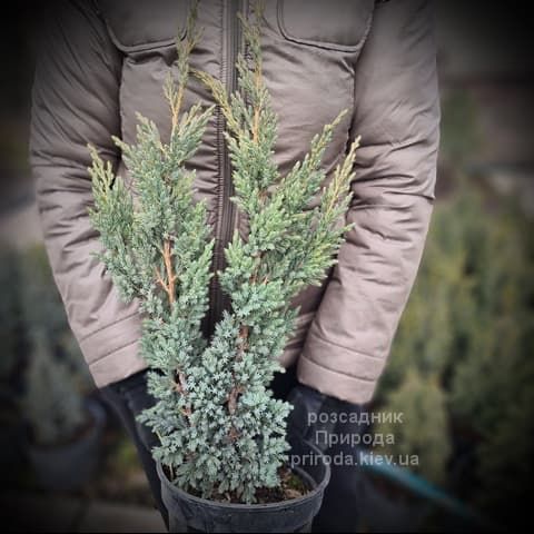 Ялівець лускатий Мейєрі Компакта (Juniperus squamata Meyeri Compacta) ФОТО Розсадник рослин Природа (2)