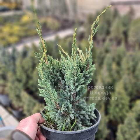 Ялівець лускатий Мейєрі Компакта (Juniperus squamata Meyeri Compacta) ФОТО Розсадник рослин Природа (3)