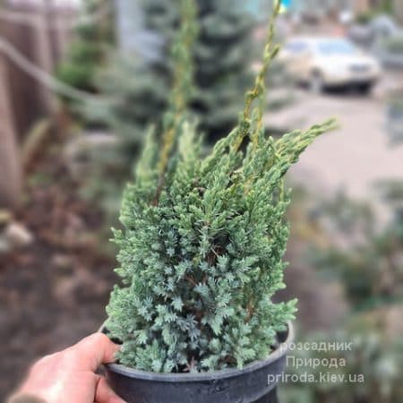 Ялівець лускатий Мейєрі Компакта (Juniperus squamata Meyeri Compacta) ФОТО Розсадник рослин Природа (5)