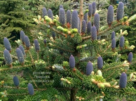 Ялиця корейська (Abies koreana) ФОТО Розсадник рослин Природа (36)