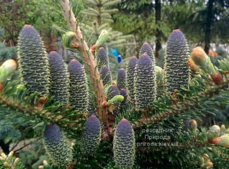 Ялиця корейська (Abies koreana) ФОТО Розсадник рослин Природа (37)