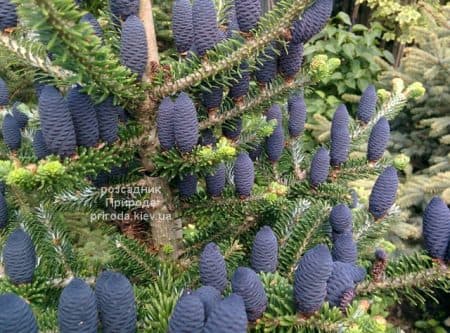 Ялиця корейська (Abies koreana) ФОТО Розсадник рослин Природа (38)